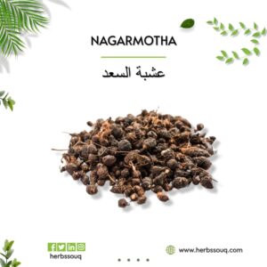 Nutsedge Tubers عشبة السعد