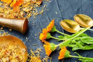 فوائد أزهار الأذريون المجففة